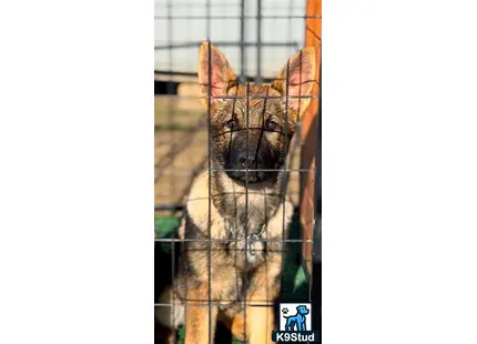 a german shepherd dog in a cage